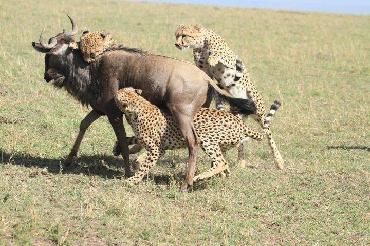 8 Days Safari to Amboseli, Great Rift Valley Lakes & Masai Mara