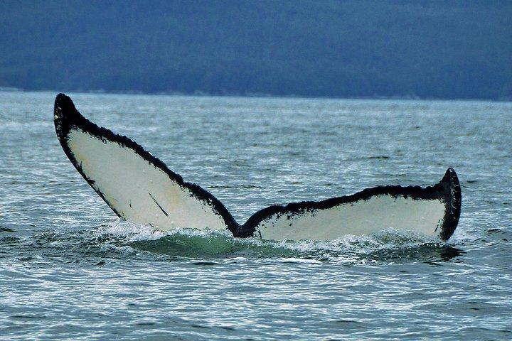 Alaska Whale Watching Cruise: 3 Hours on the Water
