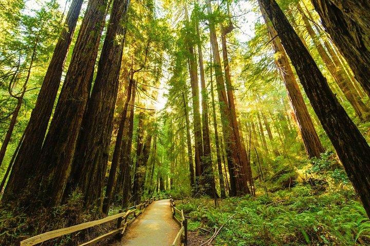 San Francisco to Muir Woods Shuttle