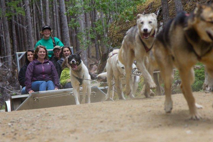 Musher's Camp® & Sled Dog Discovery in Juneau Alaska