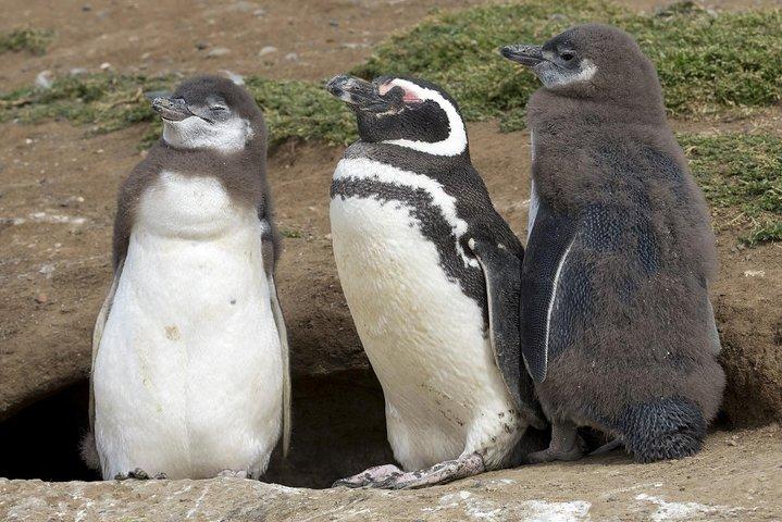 Magdalena Island Penguin Tour by Boat from Punta Arenas
