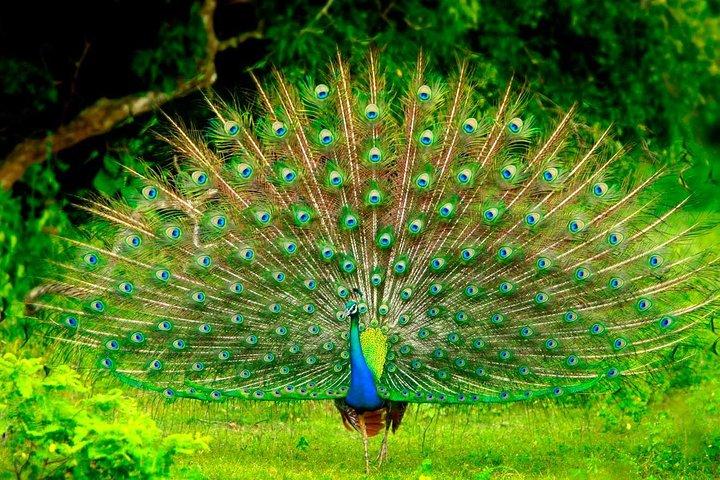 Day Trip to Udawalawe From Colombo (Transfer only)