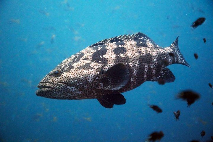 Chumphon Pinnacle-Koh Tao 2 dive trip for certified divers