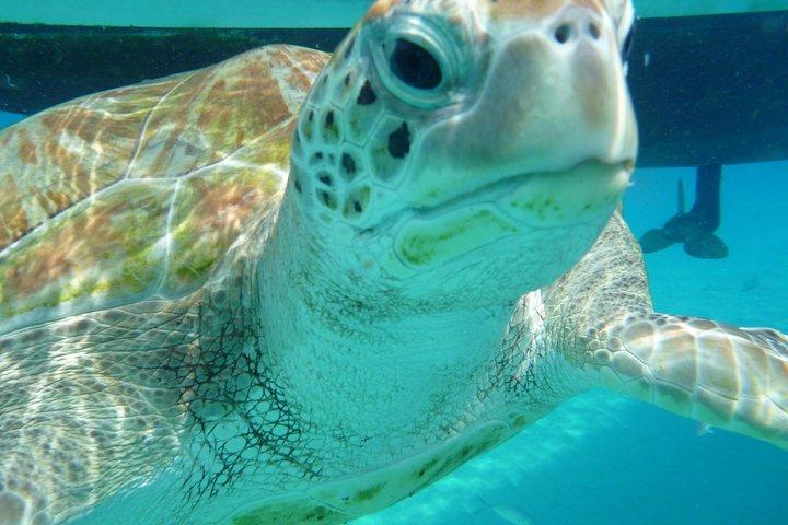 Barbados Sunset and Snorkeling Catamaran Cruise