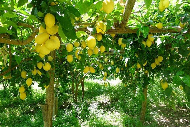 Discover Sorrento with food tasting and walking Tour