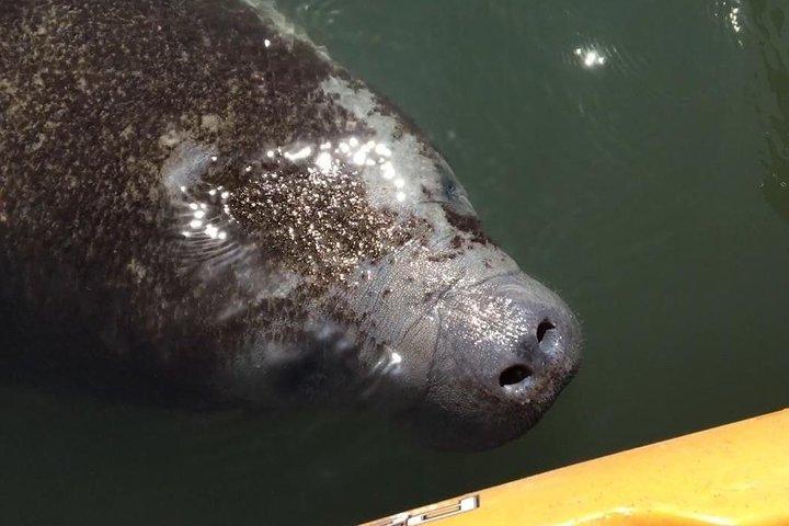 Manatee and Dolphin Kayak Tour - Wildlife Refuge (Titusville)
