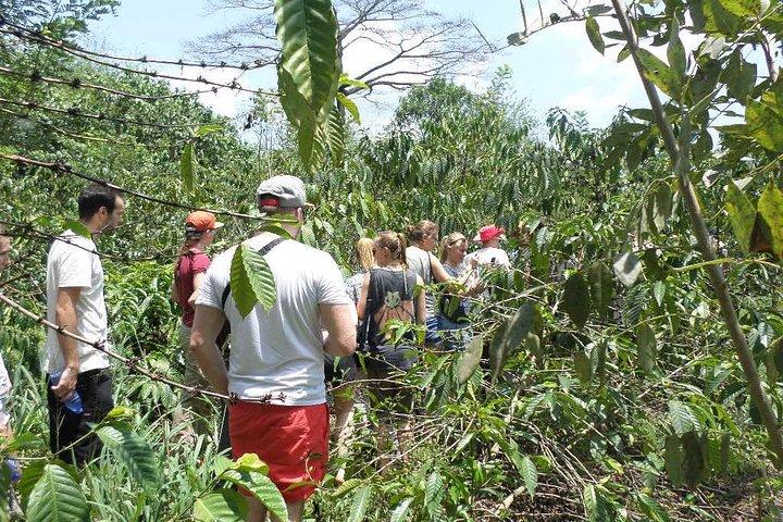 Cocoa Trail