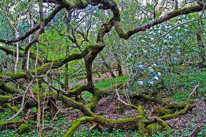 Hiking tour to the highest point of Arrábida mountain