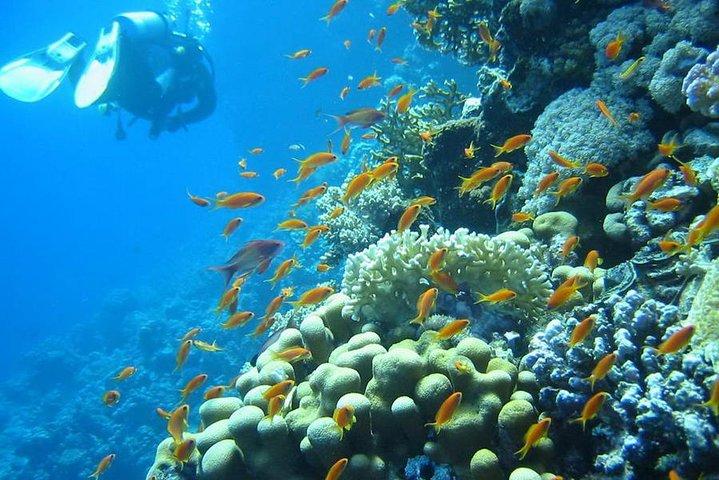 Red Sea Diving Trip from Hurghada: Beginner to Advanced Divers