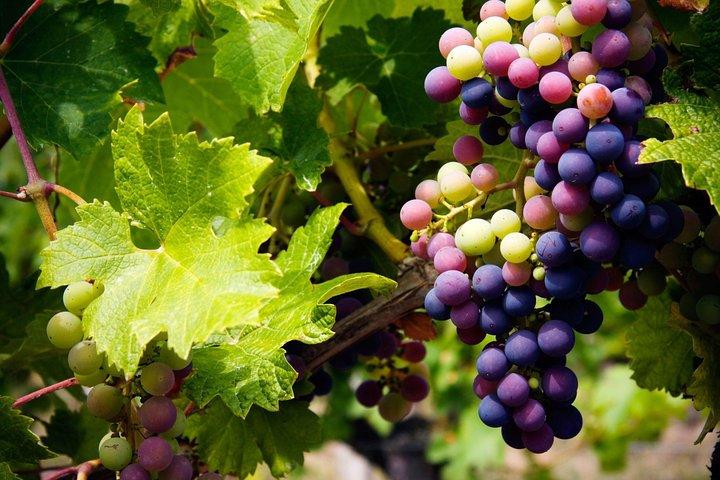 Troodos Mountains Grape Escape: All Inclusive Food & Wine Tour