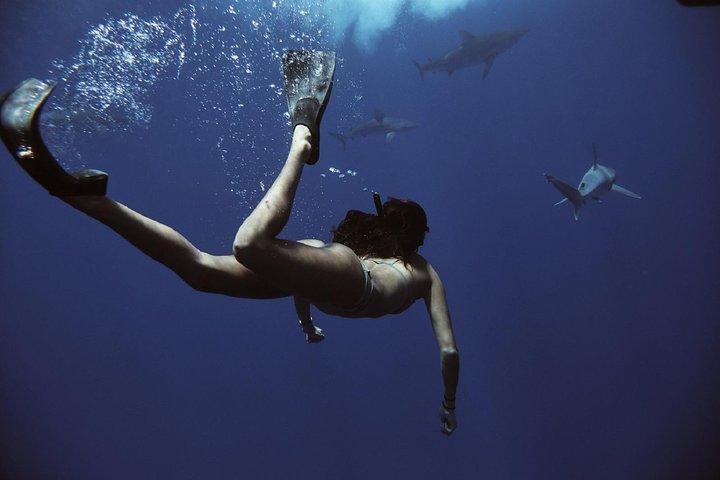 Oahu: Cage-Free Shark Swim on the North Shore