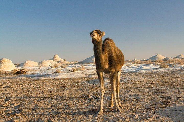 6 Days Cairo and white Desert adventure Egypt desert Safari