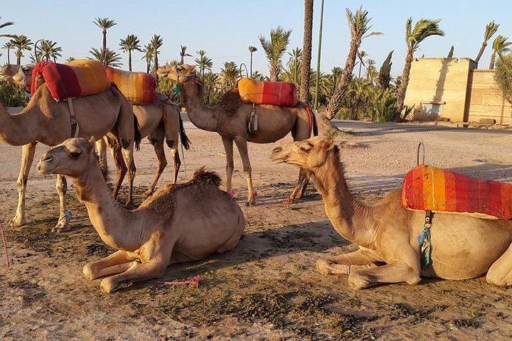 Sunset Camel Ride in the Palm Grove of Marrakech