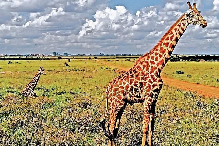 Nairobi National Park and Giraffe Center Tour