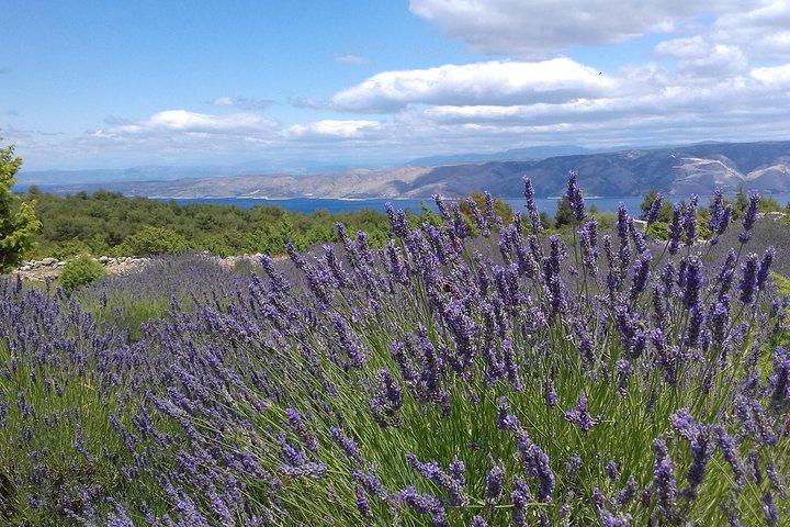 Hvar Lavender Tour