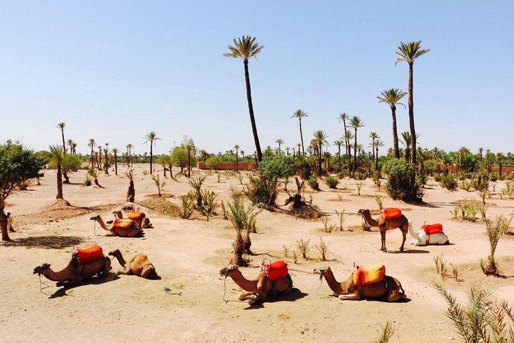 Camel Ride Tour in Marrakech