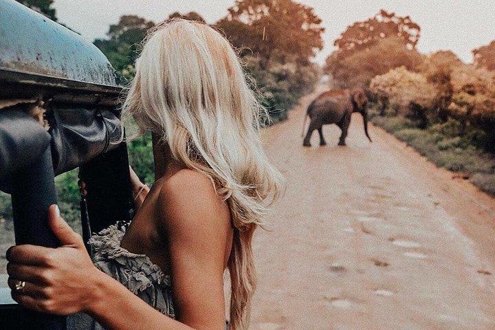 Highlights Of Dambulla & Kaudulla National Park Day Tour From Colombo