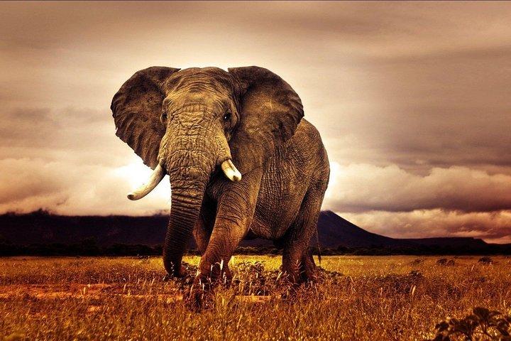 6 Days Luxury Migration Safari-Northern Tanzania