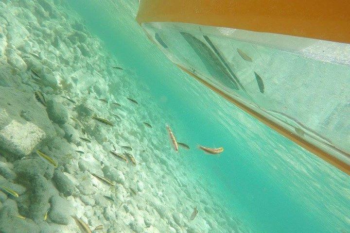 Aruba Glass Bottom Kayak Tour through the Mangrove Forest