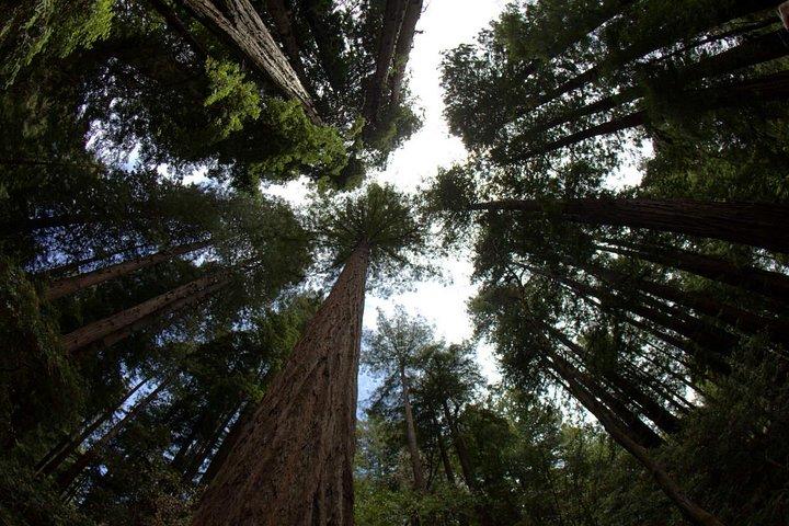 Muir Woods and Sausalito Afternoon Tour Small-Group Half-Day