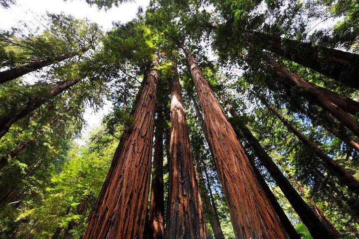 Muir Woods and Sausalito Morning Tour Small-Group Half Day
