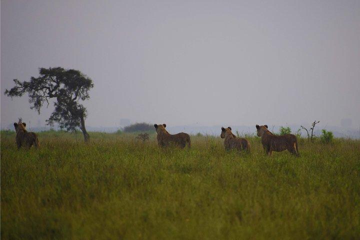 Nairobi National Park,Giraffe Centre, Karen Blixen Museum.