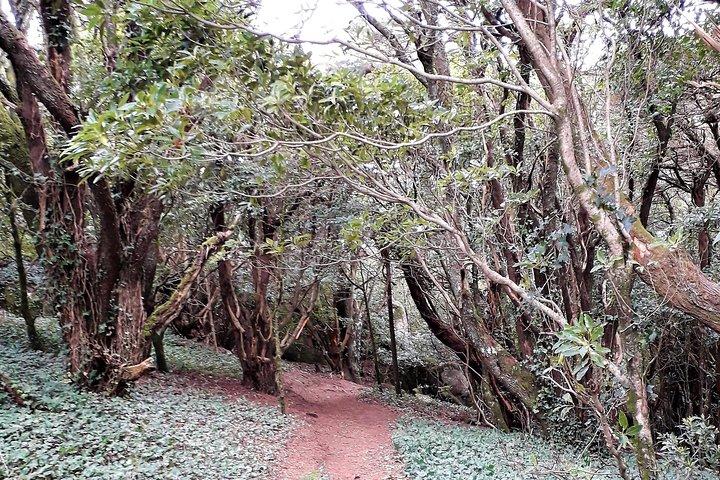 Private Half Day Hiking in Sintra-Cascais Natural Park