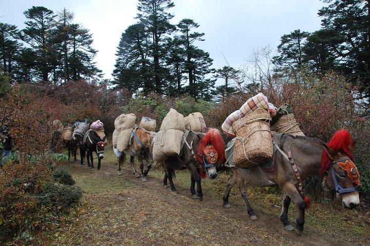 Druk Path Trek in Pristine Bhutan