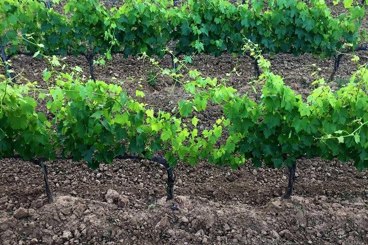Private Tour: Montalcino Wine Tasting Experience