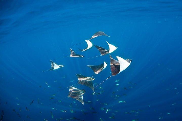 3-Tank Scuba in Marine Reserve and Corridor for Certified Divers