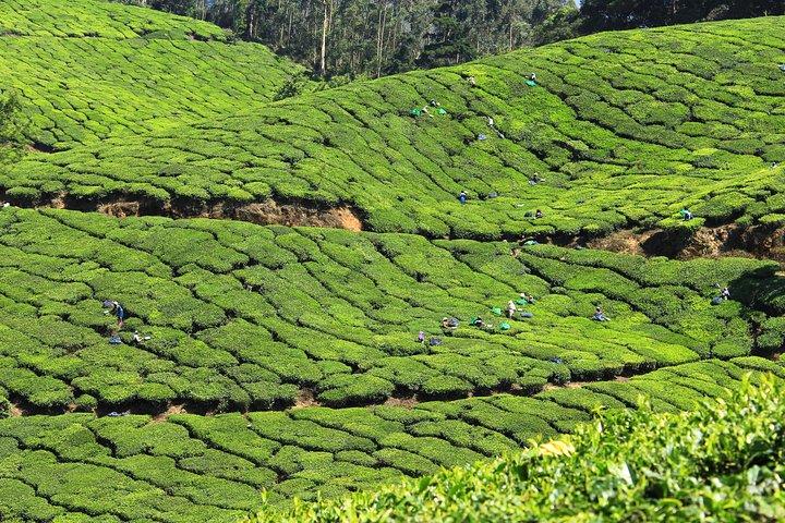Best of Kerala 7 Days Private Tour from Cochin with Munnar ,Thekkady & Houseboat