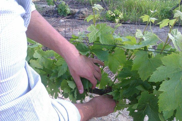 Wijntoer - Reserve tour with a winemaker!