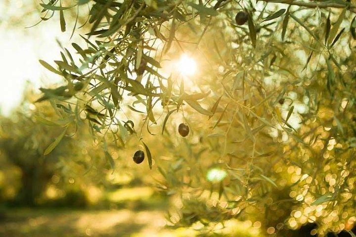 Olive Oil Tour close to Nafplio