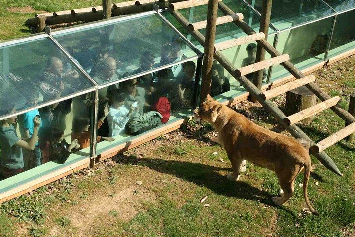 Private Return Transfer Thoiry Zoo Safari from Paris