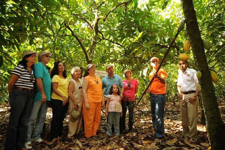 Cacao Plantation and Chocolate Factory Tour- Chocolate Lovers