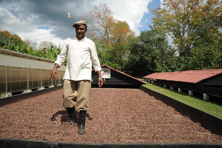 Cacao Plantation and Chocolate Factory Tour- Classic