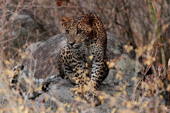 From Beach Hotels: Yala National Park Safari with Campsite Lunch