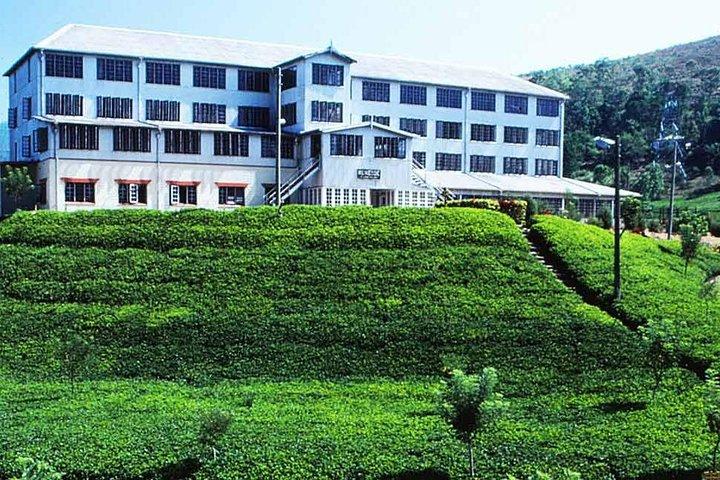 From Nuwara Eliya: Private Tea Plucking and Tea factory tour