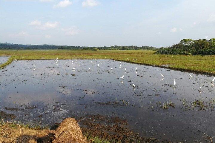 Galle: Village and Lagoon Private Cycling tour