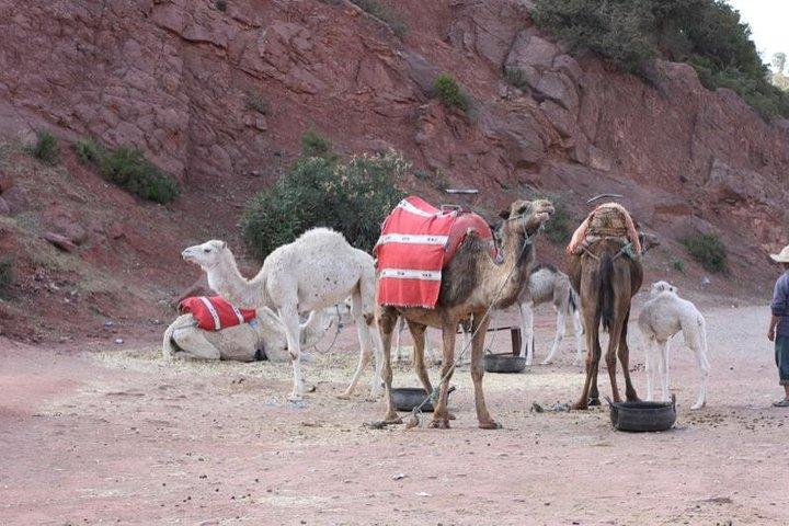 Private Camel Ride in High Atlas Mountains from Marrakech