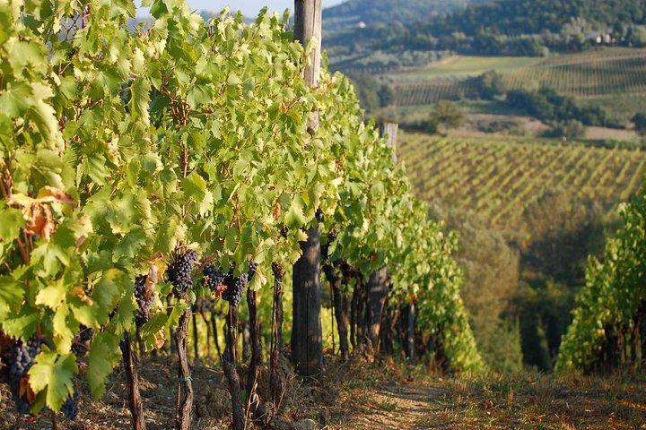 Private Tuscany Day Tour: San Gimignano and Chianti Wine Region from Florence