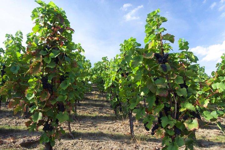 2.5-Hour Prague Wine Tasting Walking Tour