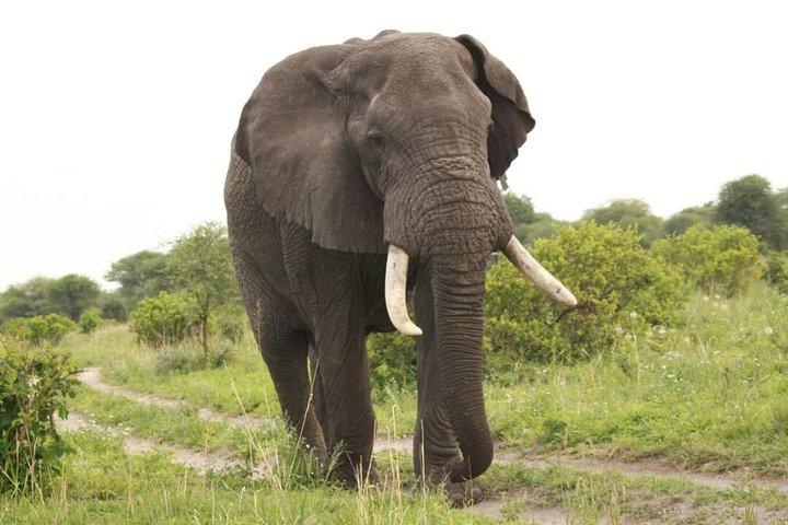 8-Day Mid-Luxury Mara River Great Migration