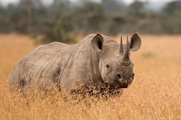 8-Day Mid-Luxury Mara River Great Migration