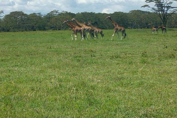 Private Day trip- Lake Nakuru National Park from Nairobi by van