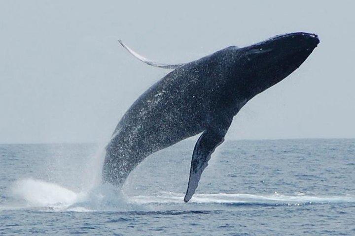 Whale Watching On The Big Island