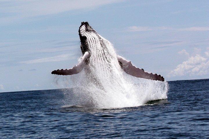 Whales and Dolphins watching Tour From Uvita