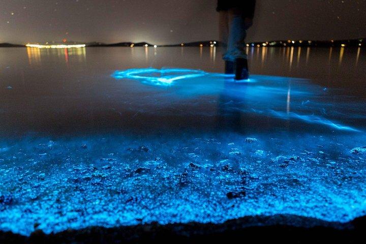 Florida Bioluminescence Kayaking Tour (Titusville)
