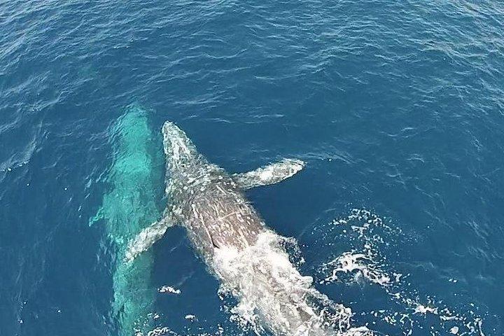 Whale Watching Excursion in Dana Point