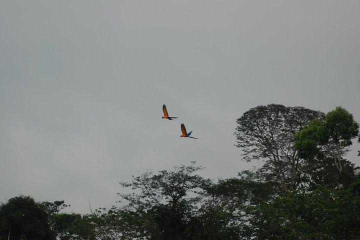 4-Day Amazon Jungle Tour at Eco Amazonia Lodge